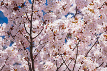 Cherry blossom ,Springtime of Sakura flower seasonal.