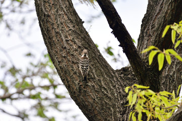 Japanese pigmy woodpecker