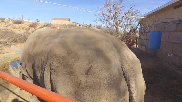 petting a white rhino close up pov slow motion