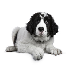 Cute black and white Landseer puppy laying down with one paw over edge isolated on white backgrond looking at lens