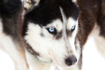 Blue eyed siberian husky portrait
