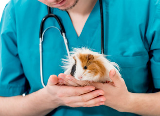 Veterinary doctor holding guinea pig on hands