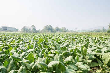 Fototapeta premium Tobacco leaf field farm