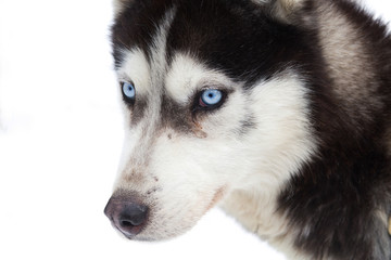 Blue eyed siberian husky portrait
