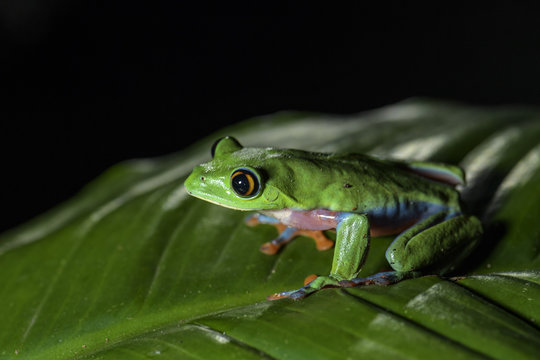 Blue-sided Tree-frog - Agalychnis annae, night picture of beautiful colorful endangered from from Central America forests, Costa Rica. © David