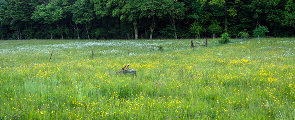 Obraz na płótnie Canvas Meadow blooming with yellow and white flowers