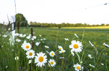 Wild english daisyies growing along the road side © amalasi
