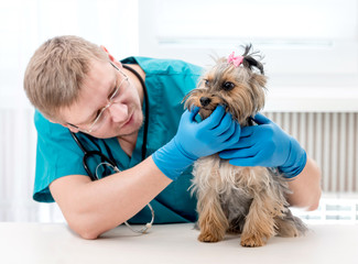 Veterinarian checking dog's teeth at clinic