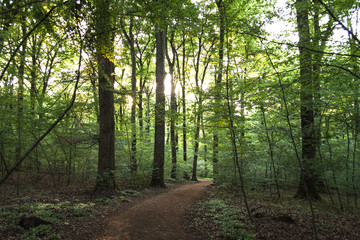Fototapeta premium Path going through dense forest