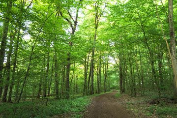 Path going through dense forest