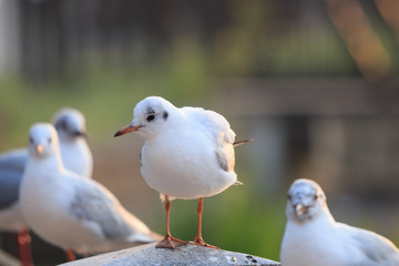 ゆりかもめ全身