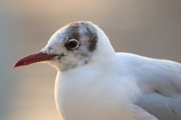 ゆりかもめアップ