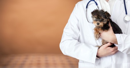 Small dog examined at the veterinary