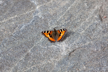 Fototapeta na wymiar Small tortoiseshell butterfly lay on rock