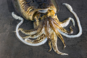 Delicious raw cuttlefish lies on the surface of a dark stone. Concept is fresh seafood, healthy food.