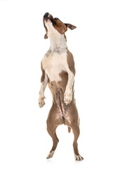 american staffordshire terrier