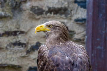 Head shot of White tailed Eagle