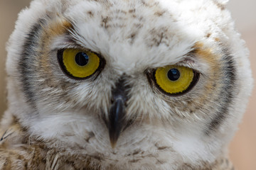 Head shot of owls