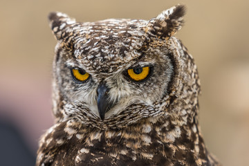 Head shot of owls