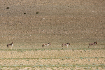 Fototapeta na wymiar Tibetan Wild Ass or Kyang Equus Kiang on Changthang plateau in Ladakh, India