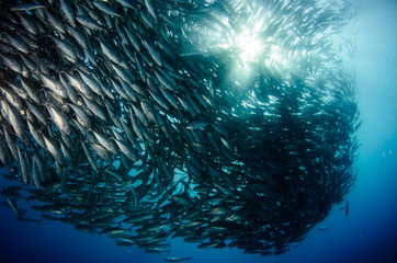 Obraz premium Big eye Trevally Jack, (Caranx sexfasciatus) in polarized school, bait ball or tornado with a diver taking pictures. Cabo Pulmo National Park. Baja California Sur,Mexico.