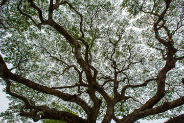 Big green tree
