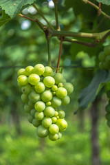 Grapes during a fine summer evening