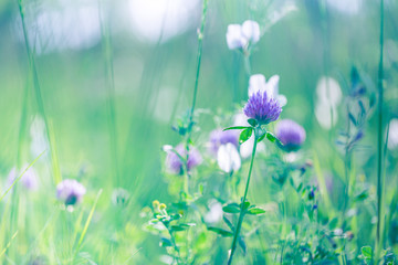 Beautiful spring summer background with wild meadow grass and clover flowers in the rays of sunset. Clover flowers close-up macro in nature on a natural background, soft focus.