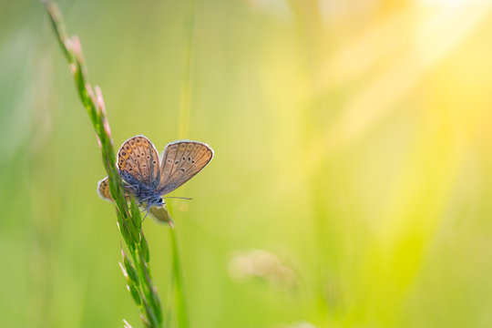 Beautiful white butterfly and grass meadow in spring at Sunrise on yellow and orange background macro. Amazing elegant artistic image nature in spring, flower and butterfly