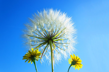 Naklejka premium Delicate dandelion with seeds on background of bright blue sky.