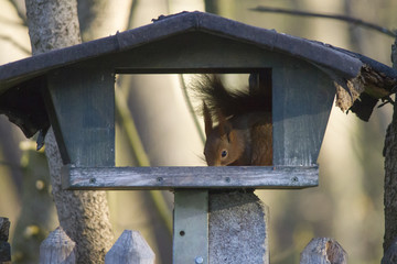 Cute squirrel sitting at the bird feeder