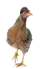 cream legbar chicken