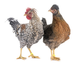 cream legbar chicken