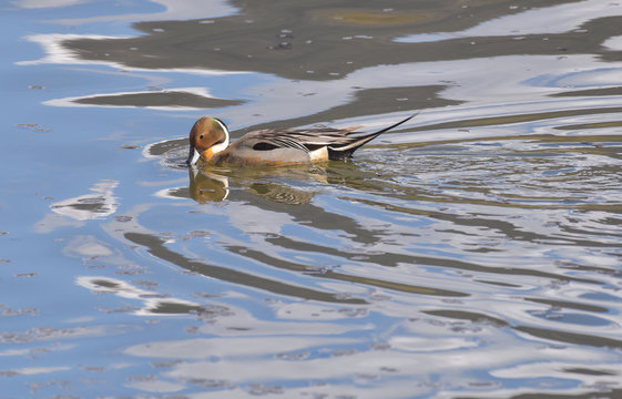 Maschio di anatra codone cerca cibo nell'acqua del lago