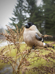 Eurasian Bullfinch, female (Pyrrhula pyrrhula).female in winter time