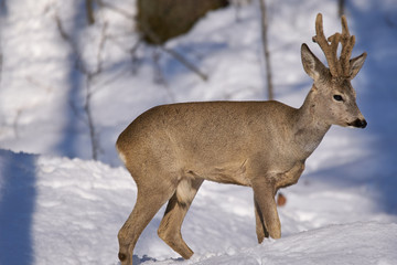 Naklejka na ściany i meble Roe deer in the forest