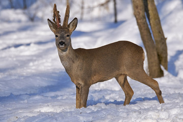 Roe deer in the forest