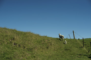 Mamá oveja seguida por su cría en la loma de una colina verde. Escena con cielo azul despejado.