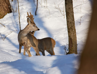 Roe deer in the forest