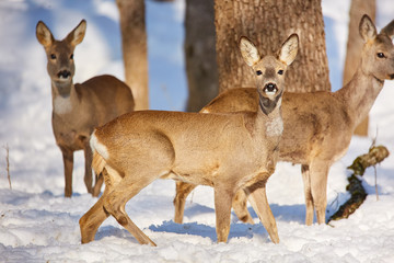 Roe deer in the forest