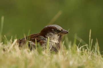 Sparrow sitting in a green summer grass.Portrait of sparrow in grass