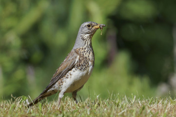 Song Thrush - Turdus philomelos searching for food on a grass