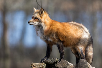 Red Fox Animal