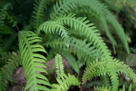 Ferns leaves green foliage natural floral fern background.