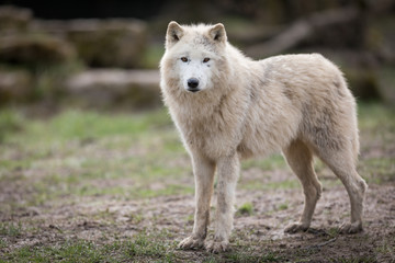 Naklejka na ściany i meble White Wolf Animal