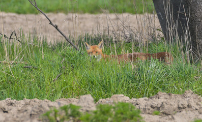 Volpe rossa nascosta tra l'erba che guarda 