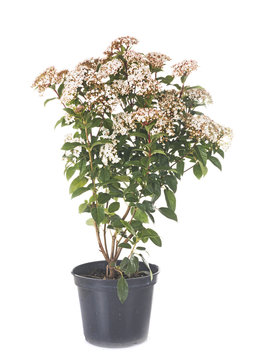 Viburnum Tinus In Studio