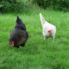 Happy free-living chickens on a green meadow while eating