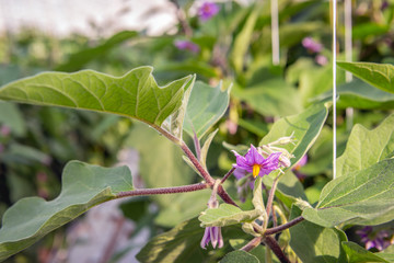 Eggplant blossoms and leaves from close