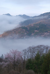 wild cherry trees in AZUMINO area @SHINSHU / 朝もやの中の山桜 @信州 安曇野
